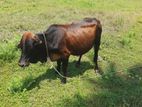 Male Cow