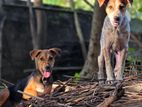 Puppies for A Kind Home