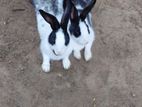 Bunnies