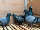 Pigeons