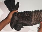 Pigeons