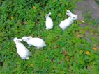 4 rabbit