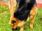 Female German Shepherd for Kind Home