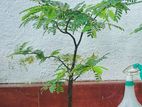 4 Years Old -Tamarind Bonsai Plant