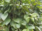 40-Acre Tropical Land for Sale Galagedara