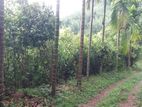 40 Acres of Plantation Estate for Sale in Matale - EP35919