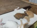 40 days old Rabbit bunny