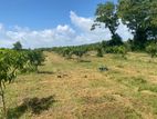 40 LAND FOR SALE in Bataatha Hambantota