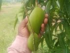 40 Perch Land for Sale in Bataatha