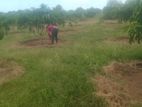 40 PERCH LAND for SALE in Bataatha