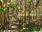 40 Perch Land with Teak Plantation in Bata Atha, Tangalle.