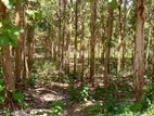 40 Perch Land with Teak Plantation in Bata Atha, Tangalle.
