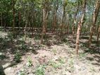 40 Perch Land with Teak Plantation in Bata Atha, Tangalle.