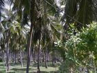 40 Perches Land for Sale in Chilaw