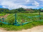 40 Perches Land for Sale in Moon Plains -Nuwara Eliya (C7-6128)