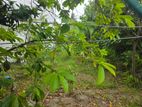 40 Perches Land Sale in Dehiwala
