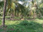 40Acre Coconut Estate for Sale Wellawa,Kurunegala Riverfront Plantation