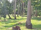40Acre Coconut Estate Sale Wellawa,Kurunegala Riverfront Plantation Land