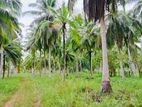 41 Acre Land Sale at Pallama Off Chilaw, North Western Province