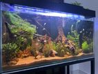 4*2*2 Planted Fish Tank with All Accessories