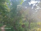 4.25 Acre Land for Sale in Kuliyapitiya