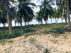 4.5 Acres Lagoon Front Coconut Land for Sale in Kalpitiya