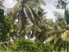 4.5 Acres Land for Sale in Dambulla