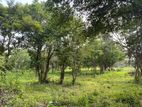 4.5 Acres Land for Sale in Dambulla