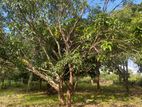 4.5 Acres Land for Sale in Dambulla