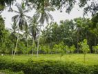 45 Acres of Land for Sale in Pasyala - Nittambuwa