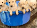 Labrador Puppies