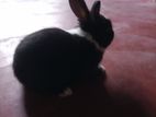 Black and White Rabbit