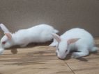 Rabbits