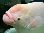Giant Gurami Fish