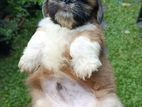 Shih Tzu Puppy