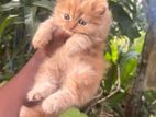 Persian Cat
