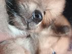 Pomeranian Puppies