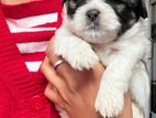 Shitzu Puppies