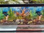 48×18×20 Brand New Fish Tank