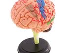 4D BRAIN MODEL