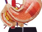 4D Stomach Model A458