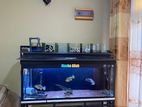 4ft Aquarium Tank (Full Set)