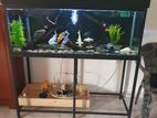 4ft Fish Tank