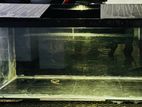 4ft Fish Tank