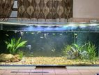 4ft Fish Tank