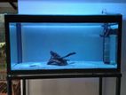 4ft Fish Tank