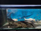 4ft Fish Tank with Roof and Acessories