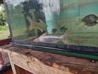 4ft Glass Tank with Stand
