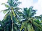 5-50 Acres Coconut/Bare Lands for Sale around Wariyapola