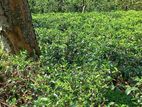5 Acre Land for Sale Near Nawalapitiya, Nuwara Eliya